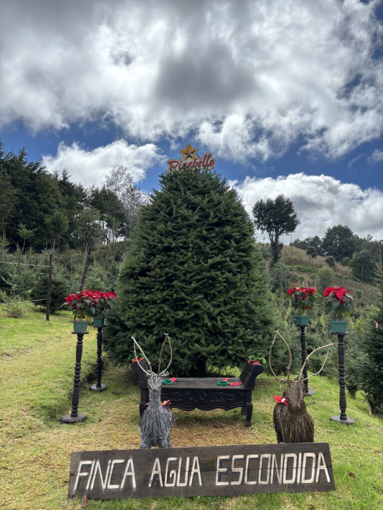 Trucos para mantener vivo tu árbol de pinabete en Navidad. Pinabete, dulce aroma de la navidad